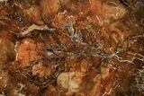 Polished Petrified Wood (Araucaria) Round - Madagascar #376811-1